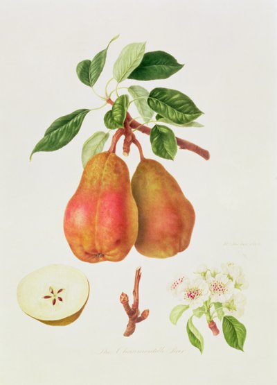 The Chaumontelle Pear by William Hooker