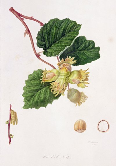 The Cob Nut, 1816 by William Hooker