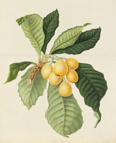 The Loquat by William Hooker