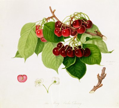 The May Duke Cherry, 1815 by William Hooker
