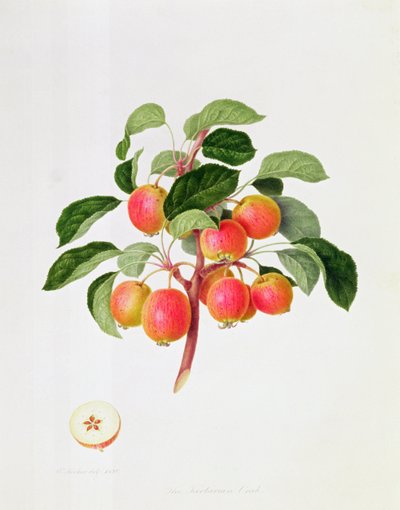 The Tartarian Crab Apple, 1819 by William Hooker