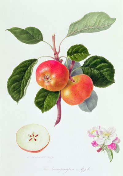 The Trumpington Apple by William Hooker