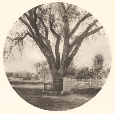 The Washington Elm by William J. Stillman