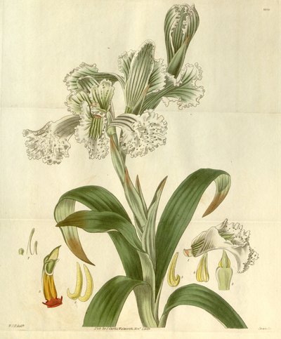 Chloraea Bletioides by William Jackson Hooker