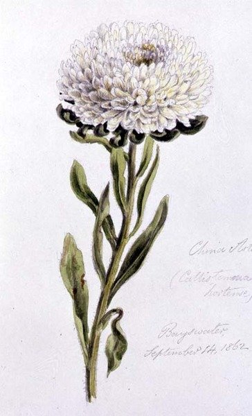China Aster, painted at Bayswater by William James Linton
