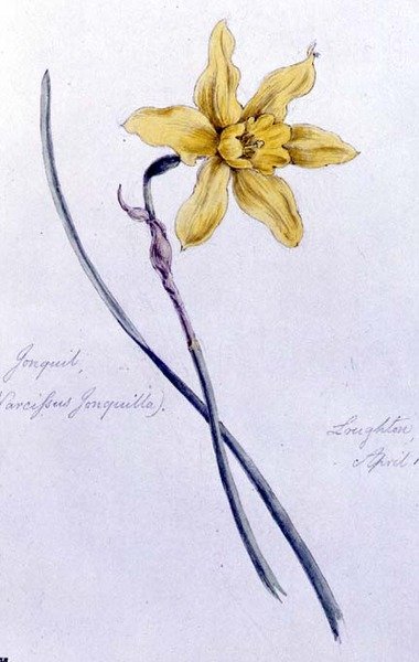 Jonquil by William James Linton