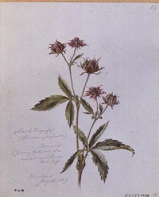 Marsh Cinquefoil, Brentwood by William James Linton