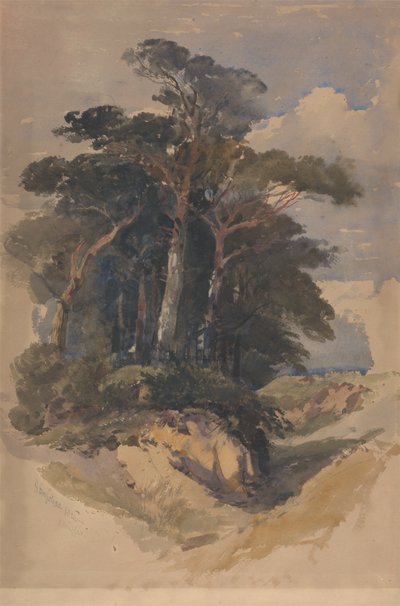 Pines on Hampstead Heath by William James Muller