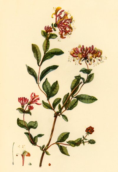 Honeysuckle, 1777, 1944 by William Kilburn
