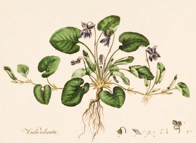 Sweet Violet, c1770-1790 by William Kilburn