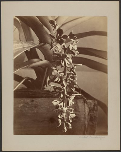 Orchids, Ceylon by William Louis Henry Skeen