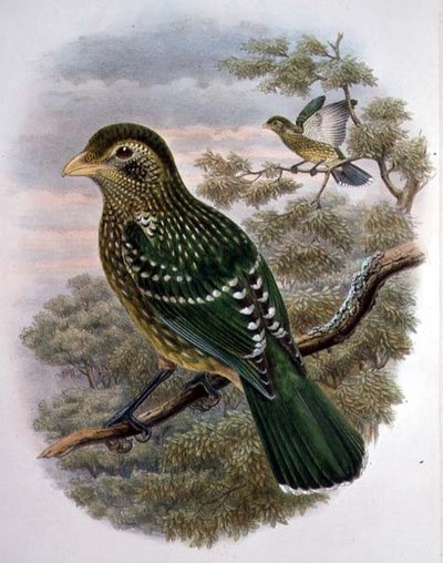 Ailuroedus Crassirostris, Green Catbird (colour litho) by William Matthew Hart
