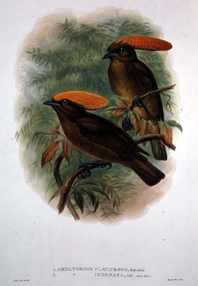 Amblyornis Flavifrons (colour litho) by William Matthew Hart
