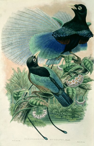 Blue Bird of Paradise by William Matthew Hart