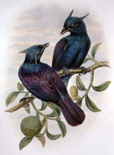Phonygama Purpureiviolacea (colour litho) by William Matthew Hart