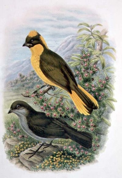 Prinodura Newtoniana, Golden Bowerbird (colour litho) by William Matthew Hart