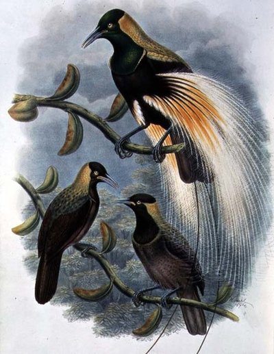 Trichoparadisea Gulielmi by William Matthew Hart