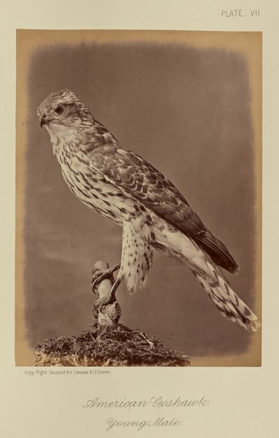 American Goshawk, Young Male by William Notman