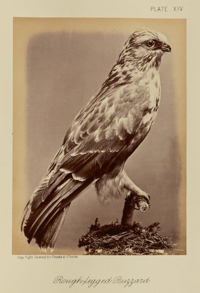 Rough-legged Buzzard by William Notman