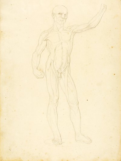 An Ecorche, front view by William Page