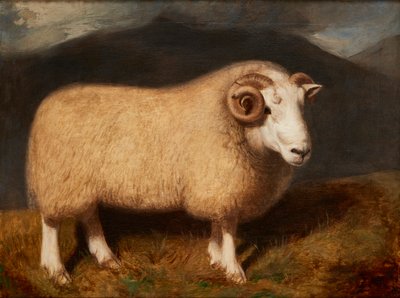 Cheviot Ram by William Shiels