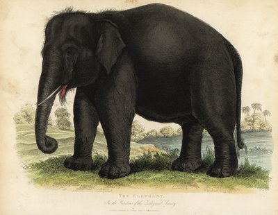 Asian elephant, Elephas maximus, endangered by William Smellie