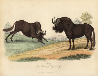 Black wildebeest, Connochaetes gnou by William Smellie