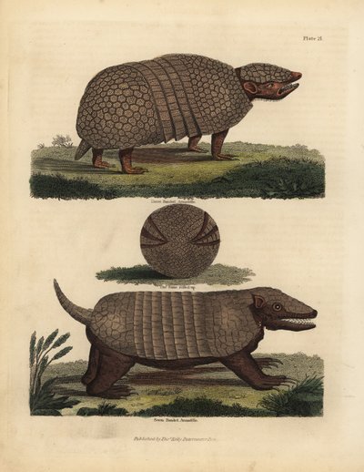 Brazilian three-banded armadillo and seven-banded armadillo by William Smellie