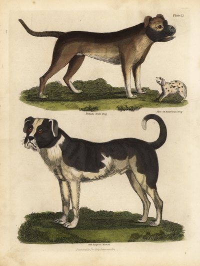 Breeds of dogs, Canis lupus familiaris by William Smellie