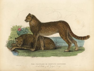 Cheetah, Acinonyx jubatus by William Smellie