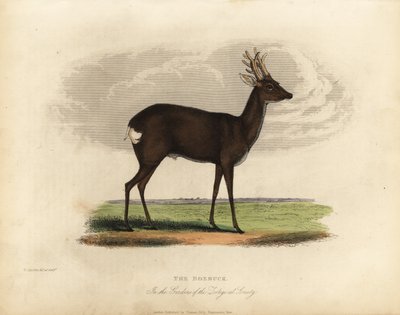 European roe deer, Capreolus capreolus by William Smellie