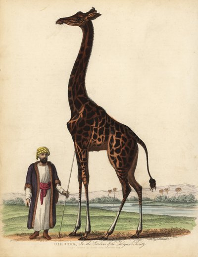 Giraffe, Giraffa camelopardalis by William Smellie