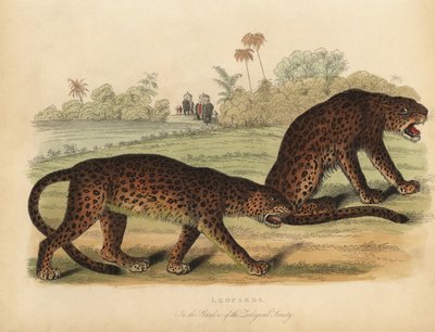 Leopards by William Smellie