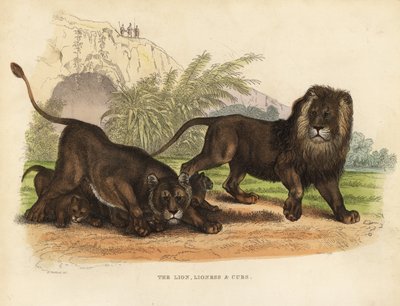 Lion, Lioness and Cubs, Panthera leo by William Smellie