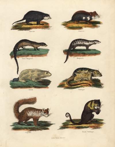 Rodent species by William Smellie