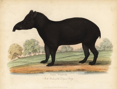 South American tapir, Tapirus terrestris, vulnerable by William Smellie