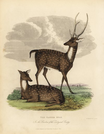 Swamp Deer or Barasingha, Rucervus Duvaucelii by William Smellie