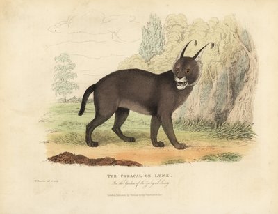 The Caracal or Lynx by William Smellie