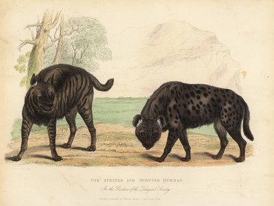 The Striped Hyena and Spotted Hyena by William Smellie