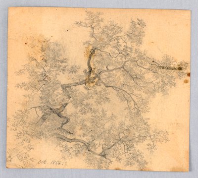 Study of Elm Tree by William Trost Richards