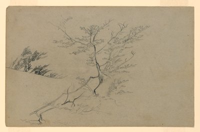 Study of Foliage by William Trost Richards
