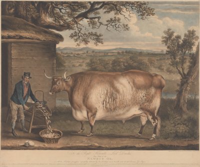 The Newbus Ox by William Ward