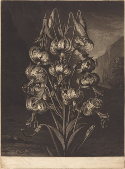The Superb Lily by William Ward after Philip Reinagle