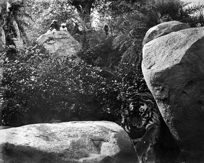 Tiger Hunting, India by Willoughby Wallace Hooper