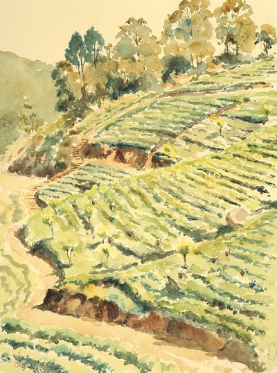 Tea pickers, Glenmore by Wilson Clive
