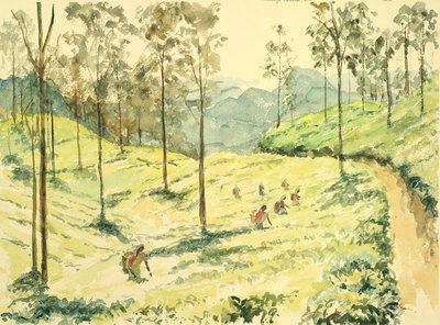 Tea Pickers Near Ella by Wilson Clive