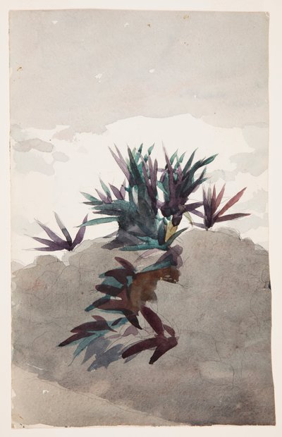Hillside with Clumps of Maguey by Winslow Homer