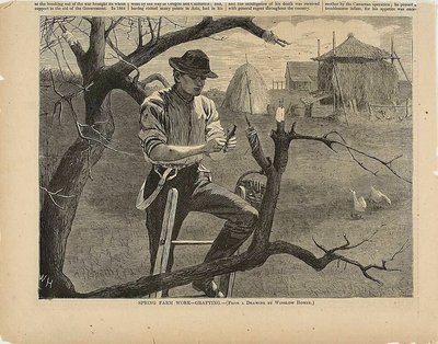 Spring Farm Work—Grafting by Winslow Homer