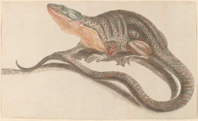 Lizard by Workshop of Johann Teyler