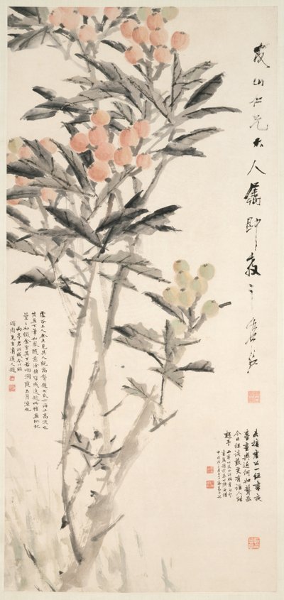 Pipa (Loquats) by Xugu